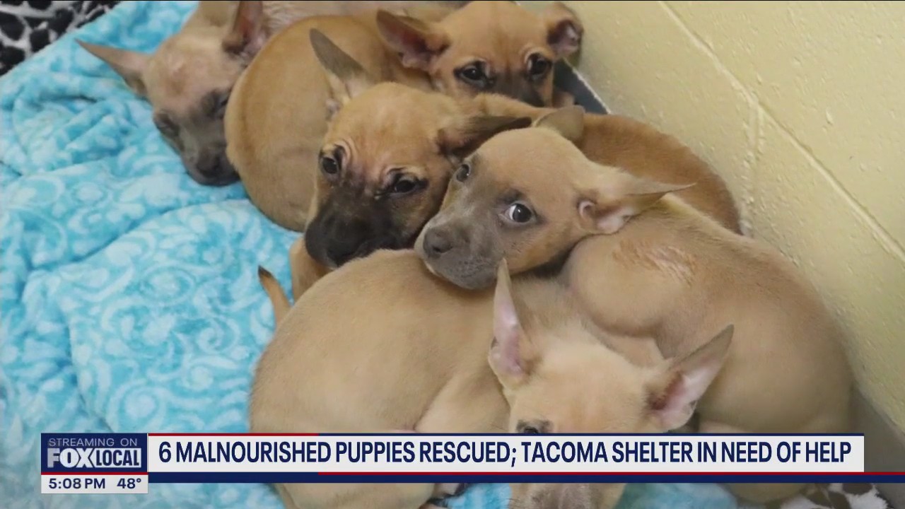 6 malnourished puppies rescued, Tacoma shelter in need of help