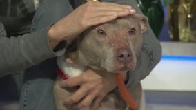 Pet Project: Penelope from NKLA Pet Adoption Center