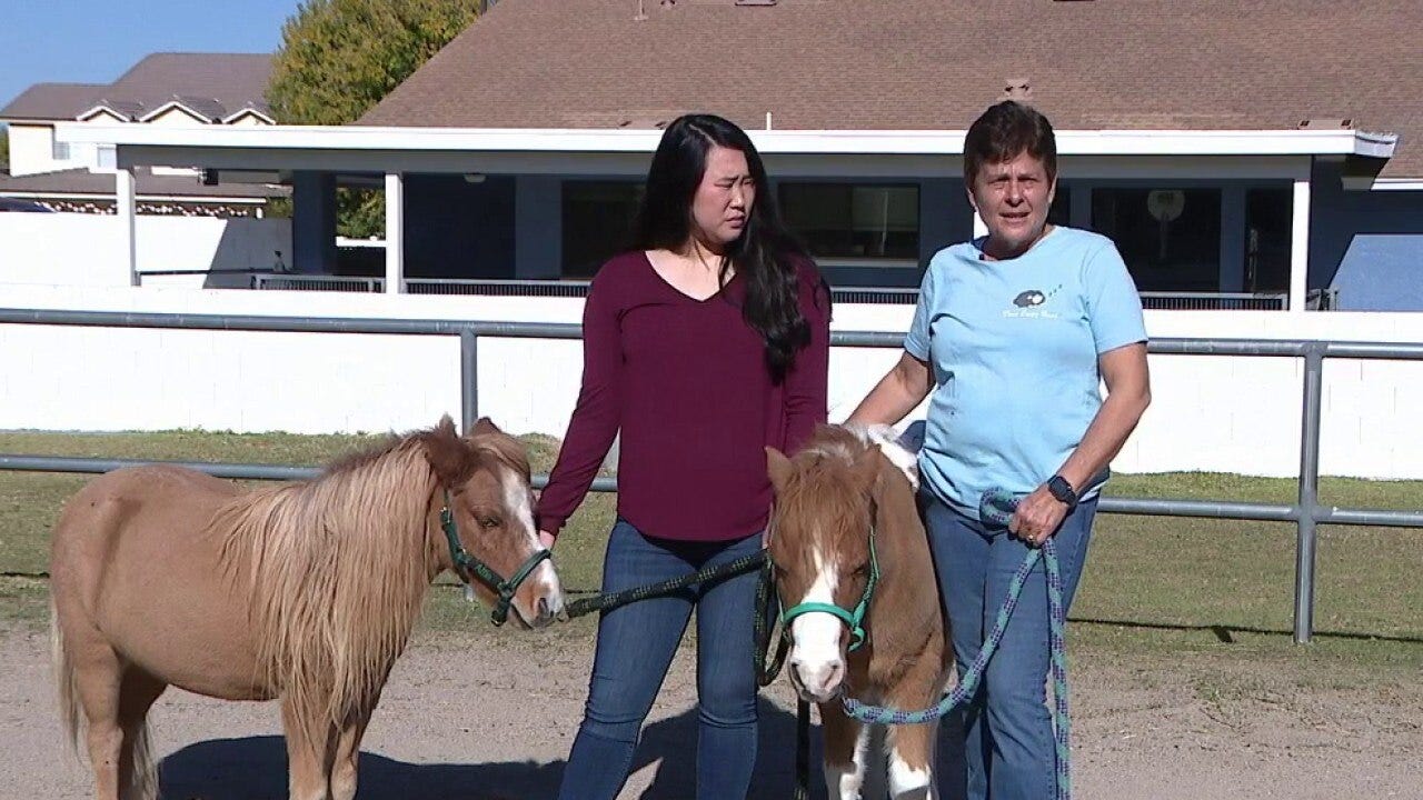 Miniature horses provide big support for Arizona children