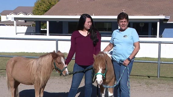 Miniature horses provide big support for Arizona children