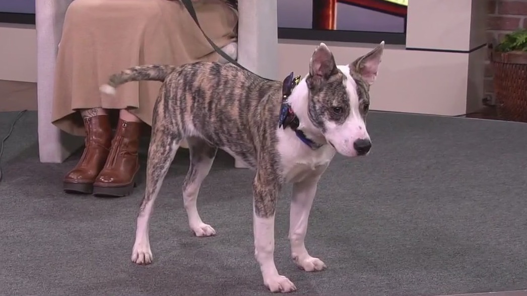 Meet Stylez, our FOX 13 Pet of the Week
