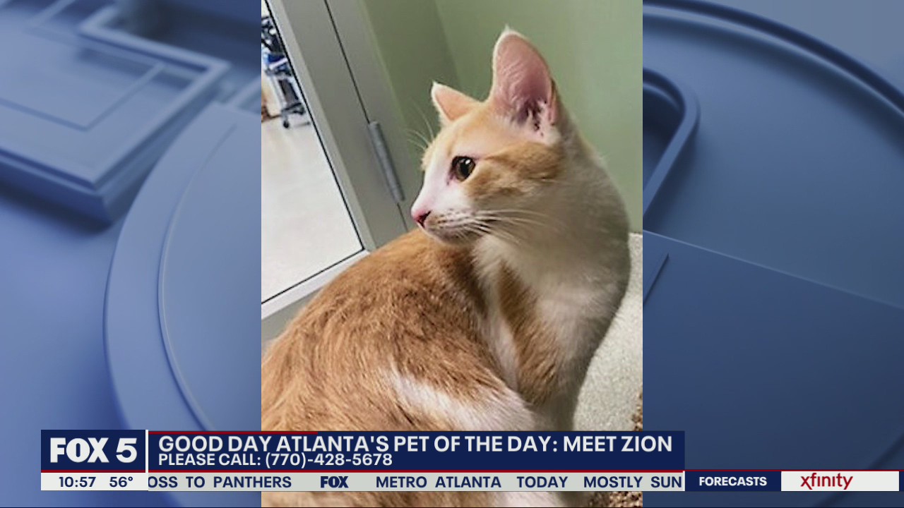 Pet of the Day from the Humane Society of Cobb County