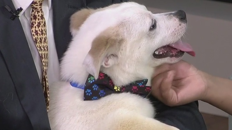 Pet of the Week: Meet Davis