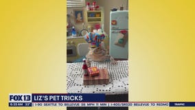 Liz's Pet Tricks for Wednesday, November 16
