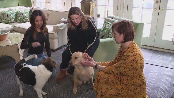 Rescued dogs from LA wildfires heading to Metro Detroit to find new homes