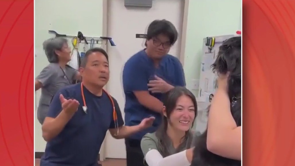 Vets distract a nervous dog