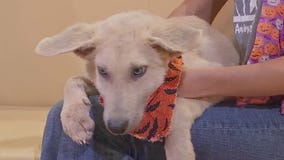 Pet of the Week: Justin