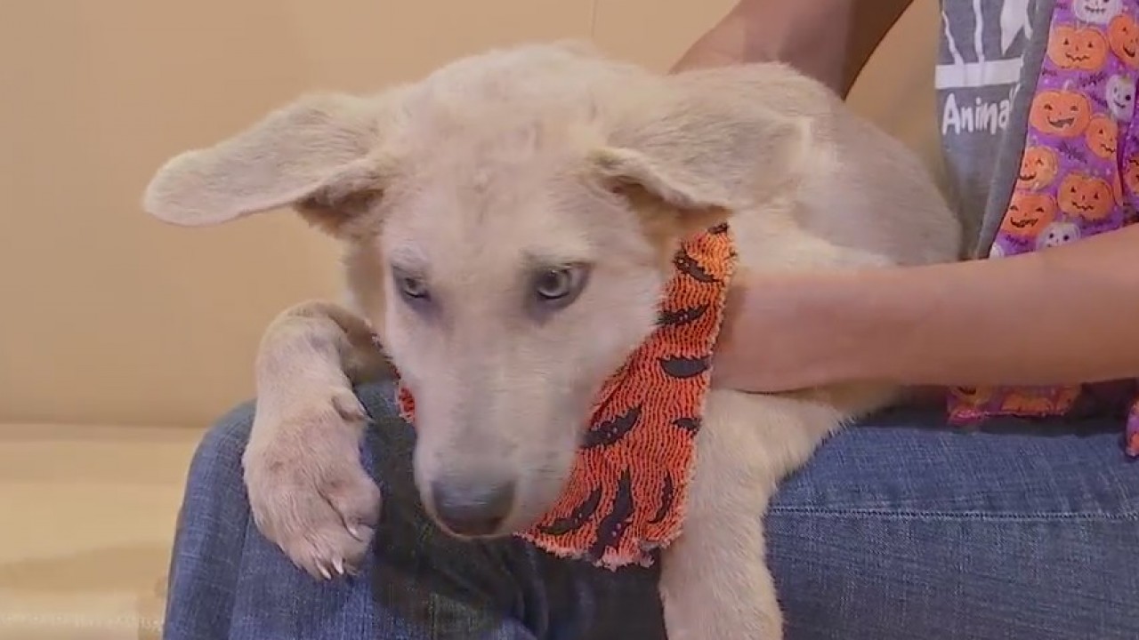 Pet of the Week: Justin