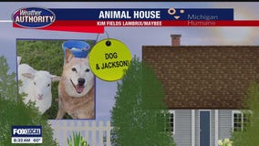 Welcome Lil Phoebe, Charlie, Dog, Jackson