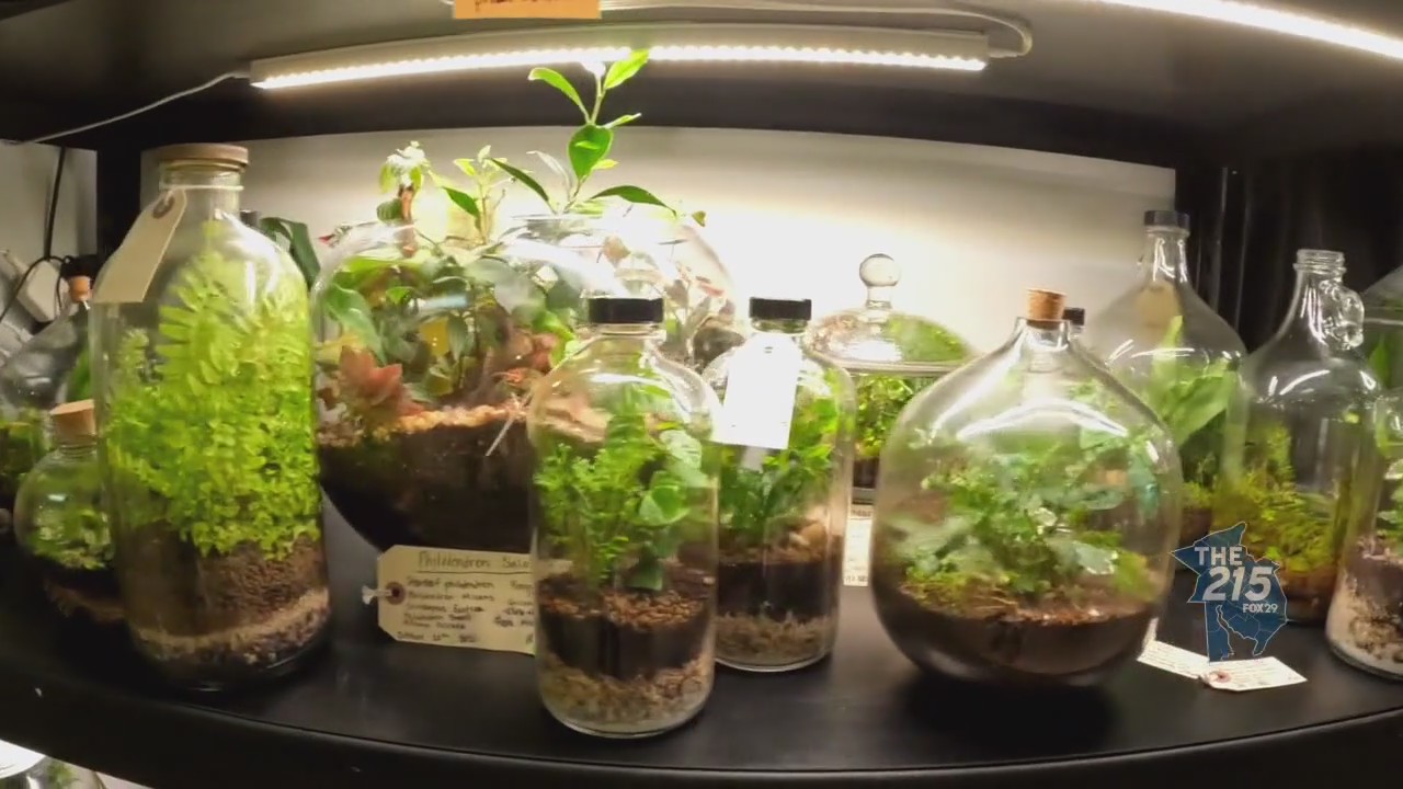 Pretty Green Terrariums: South Street store focuses on bioactive terrariums for homes