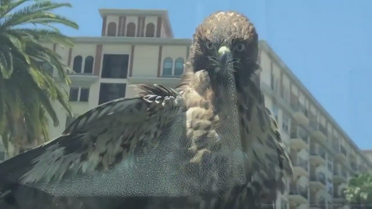 Hawk goes for ride on car in LA