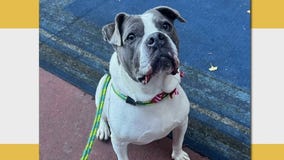 Rescue Me: Meet Sebastian