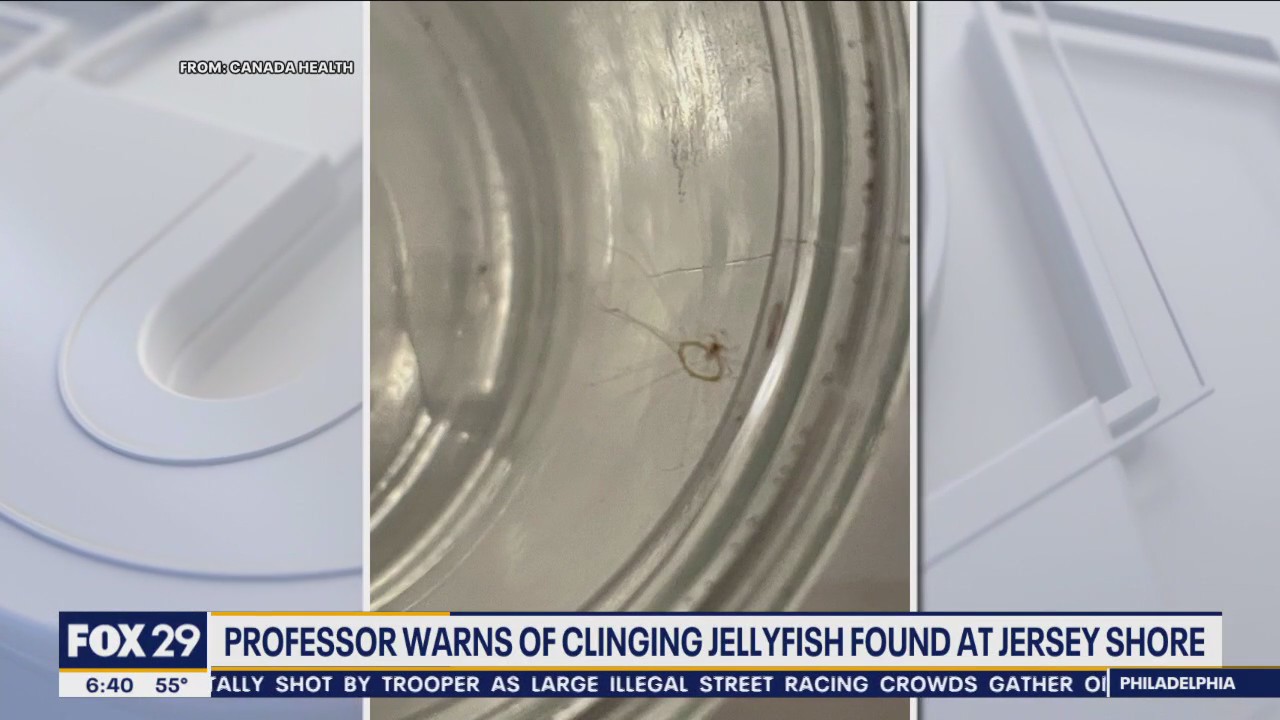 Professor warns of clinging jellyfish found at Jersey Shore