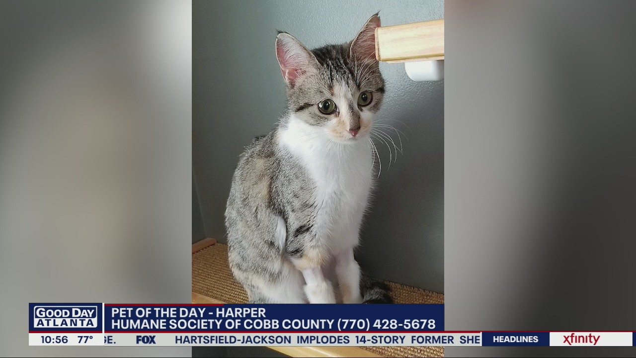 Pet of the Day with Humane Society of Cobb County