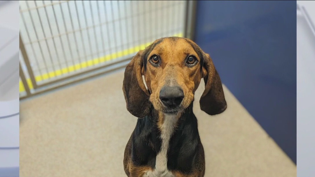 Meet Taylor, available for adoption at Williamson County Regional Animal Center