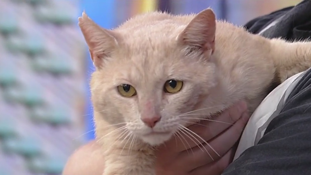 Meet Woody: Our Pet of the Day