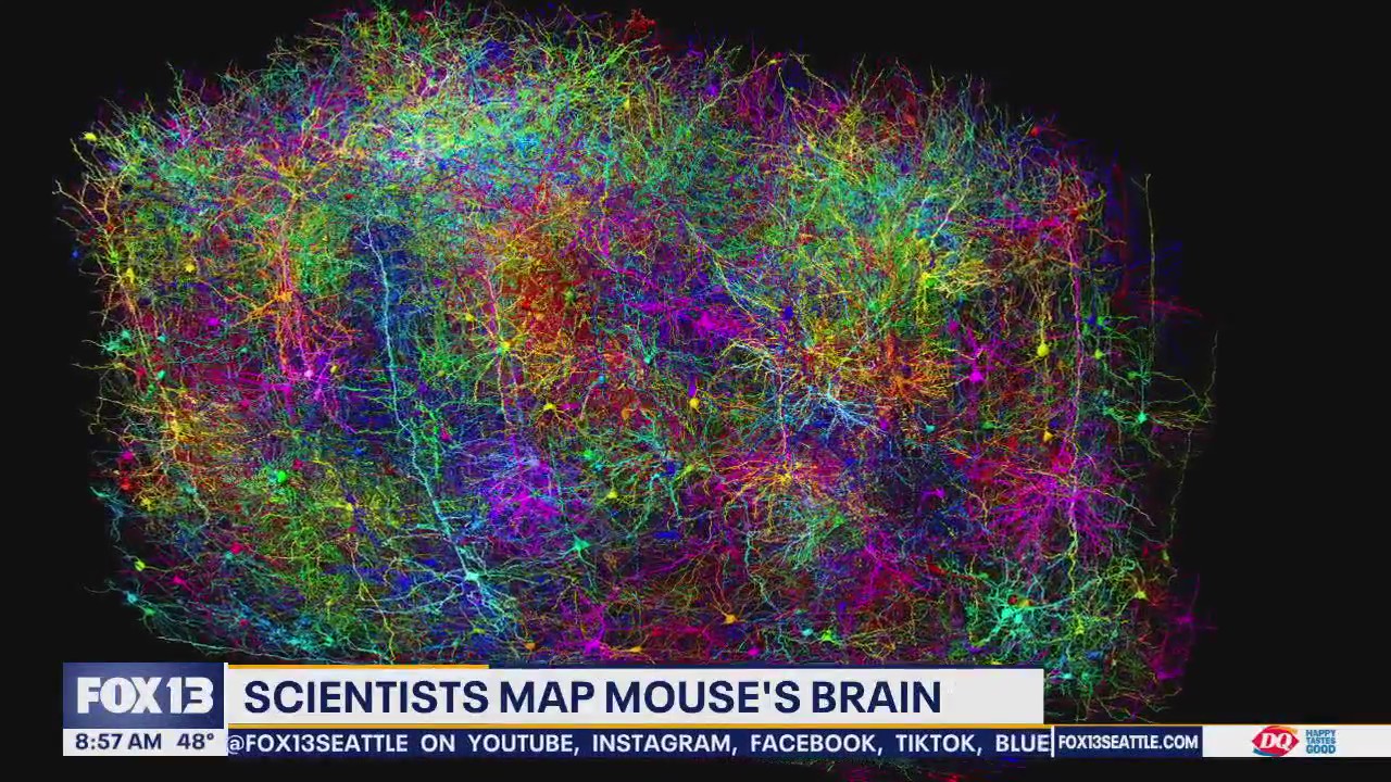 Seattle scientists help map mouse's brain