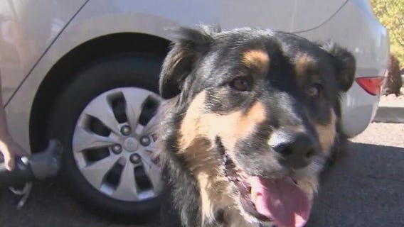 Dogs banned from city of Phoenix trails when temperatures are over 100°F