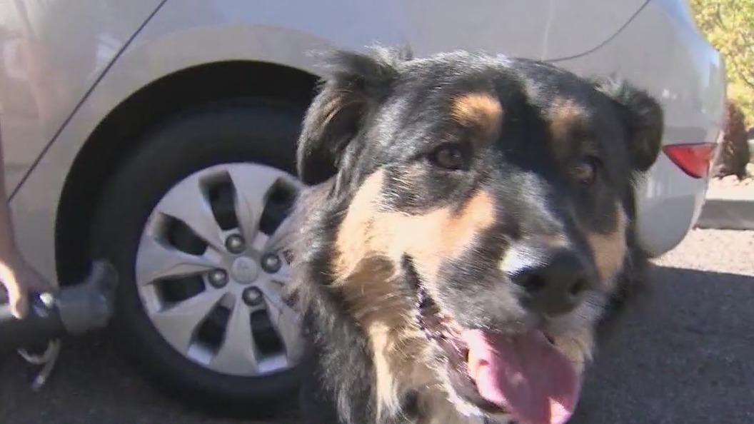 Dogs banned from city of Phoenix trails when temperatures are over 100°F