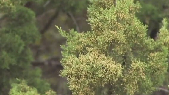 FOX 7 Discussion: What is cedar fever?