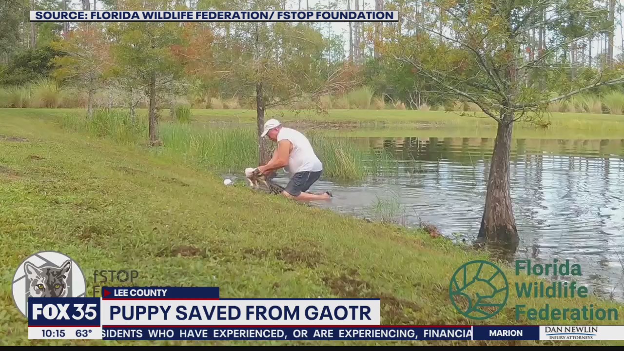 Puppy saved from alligator attack