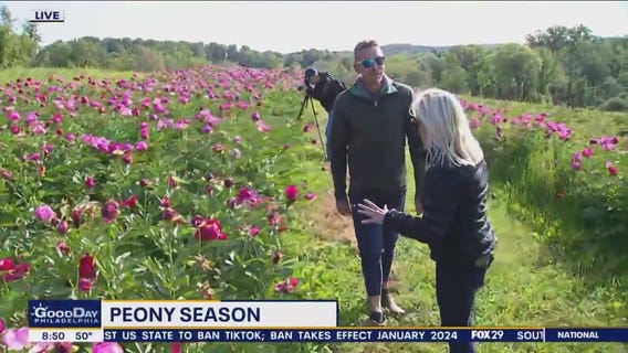 Peony season underway in Chadds Ford