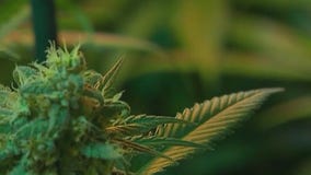 NY cannabis licenses complications