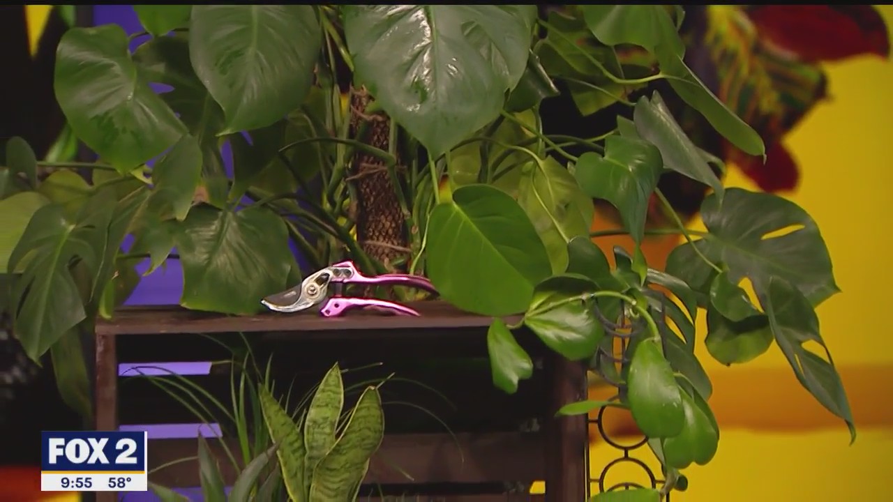 Caring for your plants this Earth Day