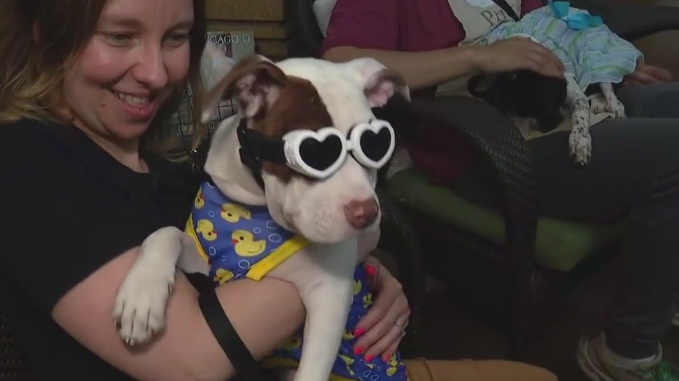 PAWS Chicago kicks off Spring Adopt-a-thon tomorrow