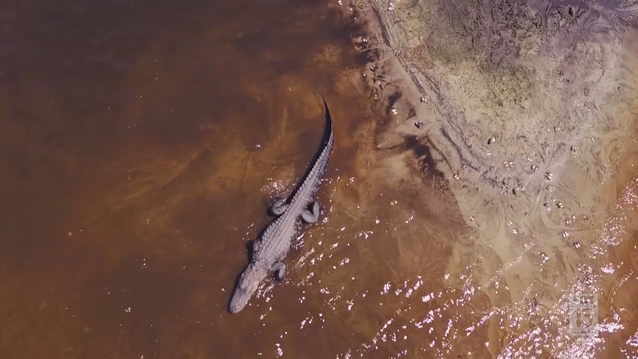 Alligators in their natural environment