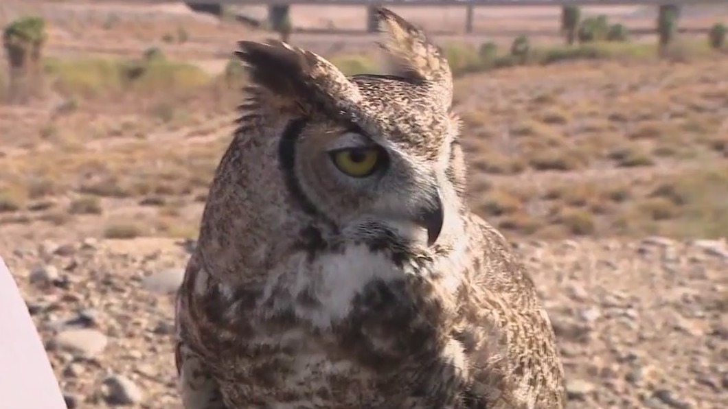 Liberty Wildlife encouraging people to help AZ wildlife