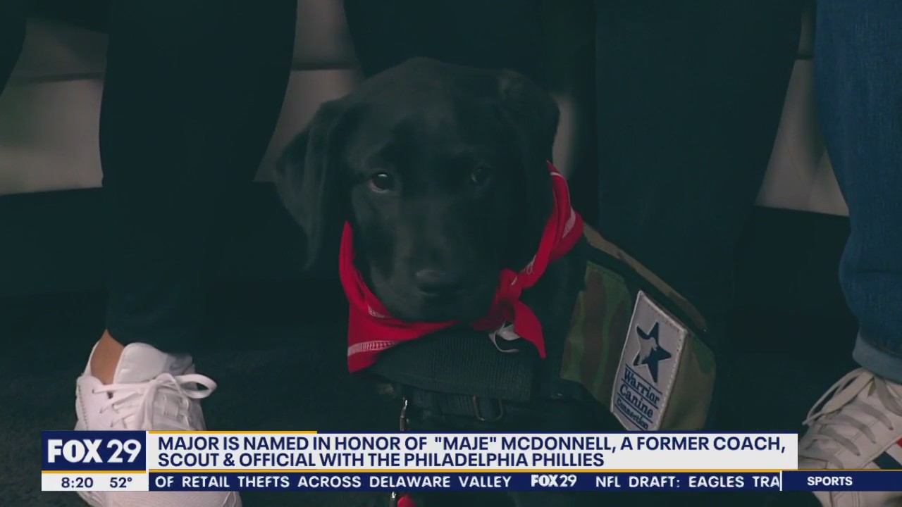 Meet Major, the Phillies' new service dog