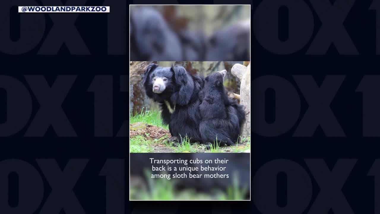 Sloth bear cub introduced at Seattle's Woodland Park Zoo