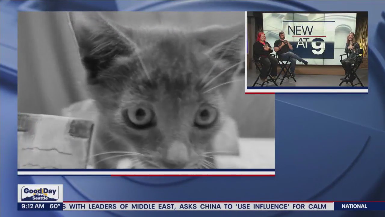 Kitten horror 'purrodies' at MoPOP