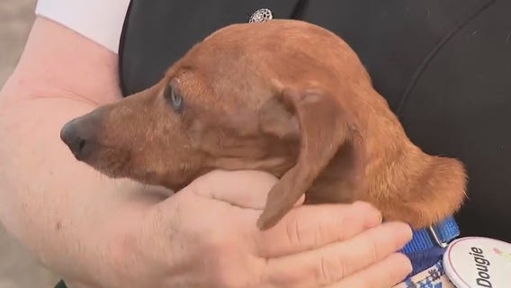 Dachshund racing event