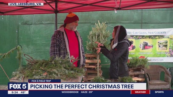 Nothing says Christmas quite like the perfect tree