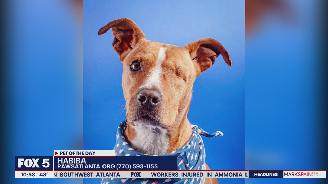 Pet of the Day from PAWS Atlanta