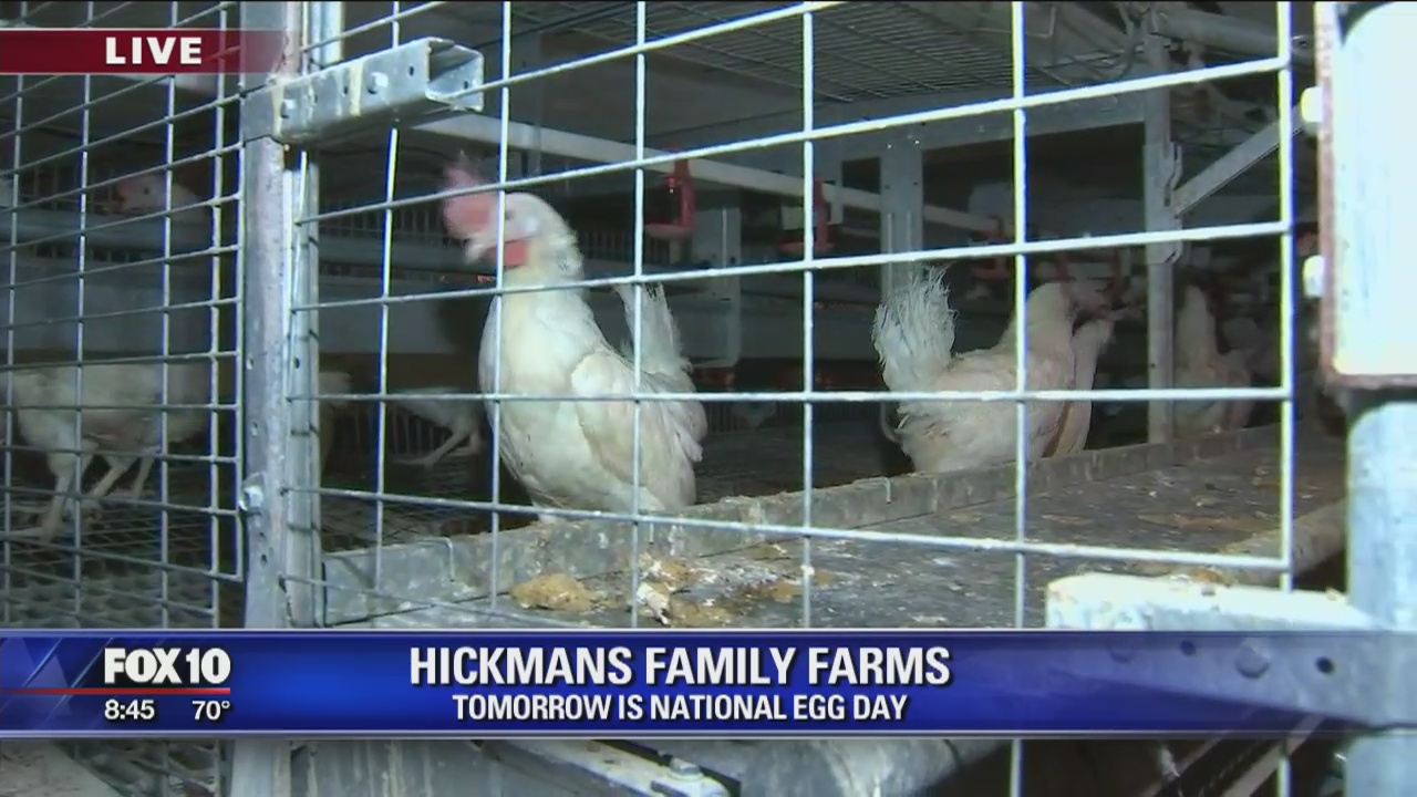Cory's Corner: Hickman's Egg Farm