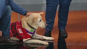 Meet Grace: Pet of the Day 12/01/2025