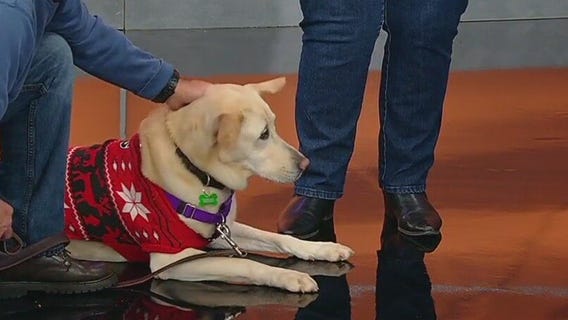 Meet Grace: Pet of the Day 12/01/2025