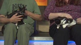 Pet Project: Petal and Sepal from Kitty Bungalow