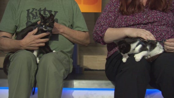 Pet Project: Petal and Sepal from Kitty Bungalow