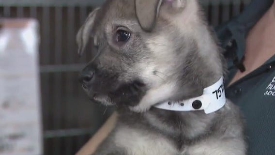 Arizona Humane launches 'Home for the Paw-lidays'