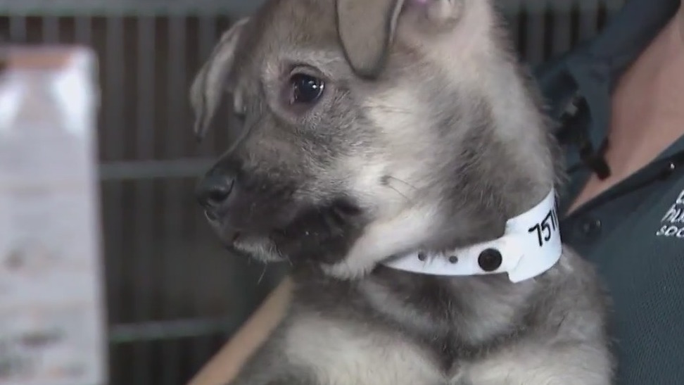 Arizona Humane launches 'Home for the Paw-lidays'