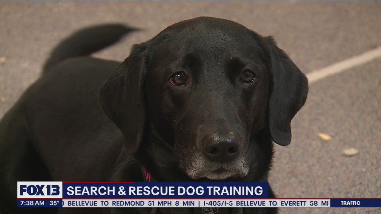 Search and rescue dog training