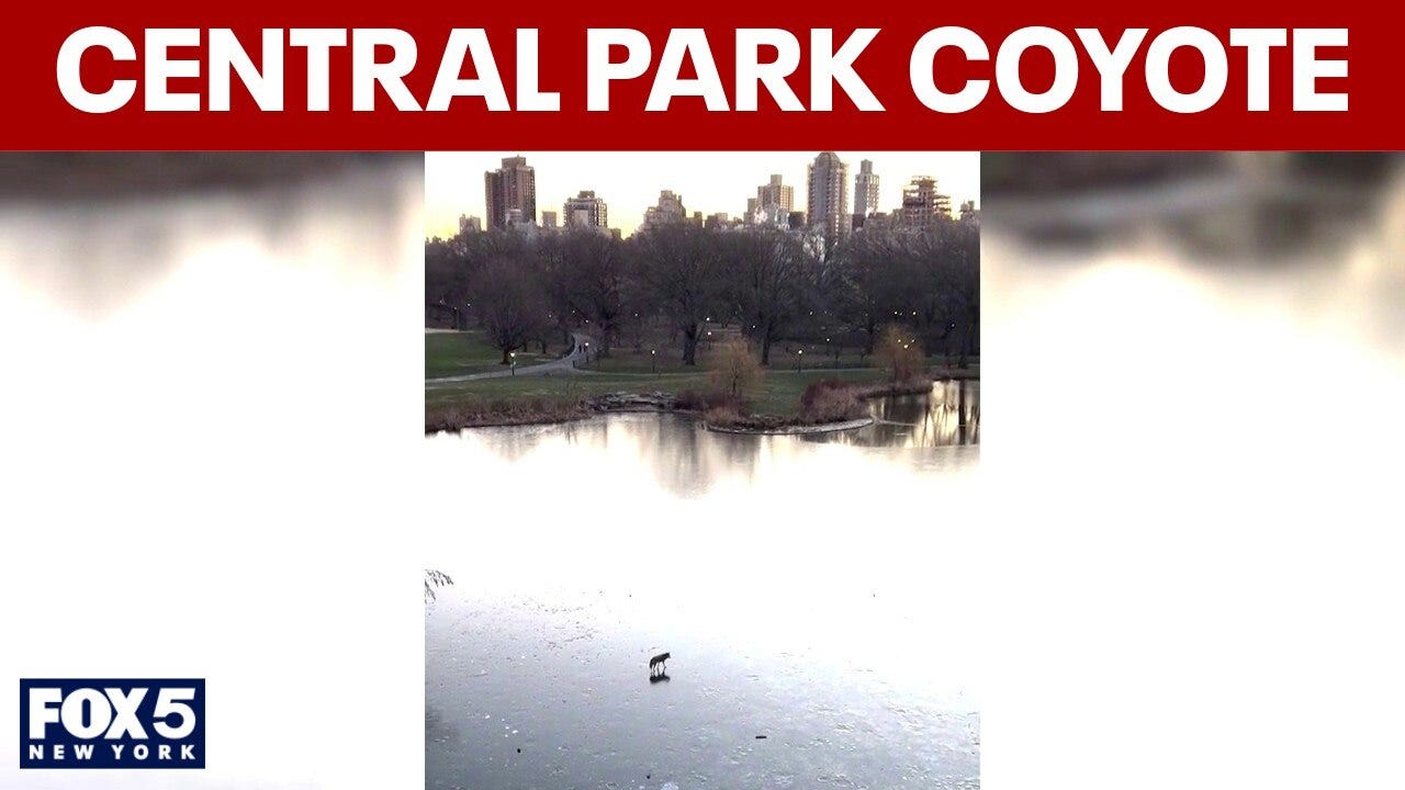WATCH: Coyote seen walking across Central Park frozen pond