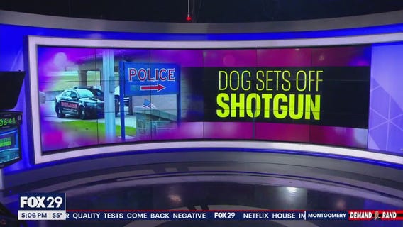 Dog sets off shotgun in Berks County injuring owner: What we know