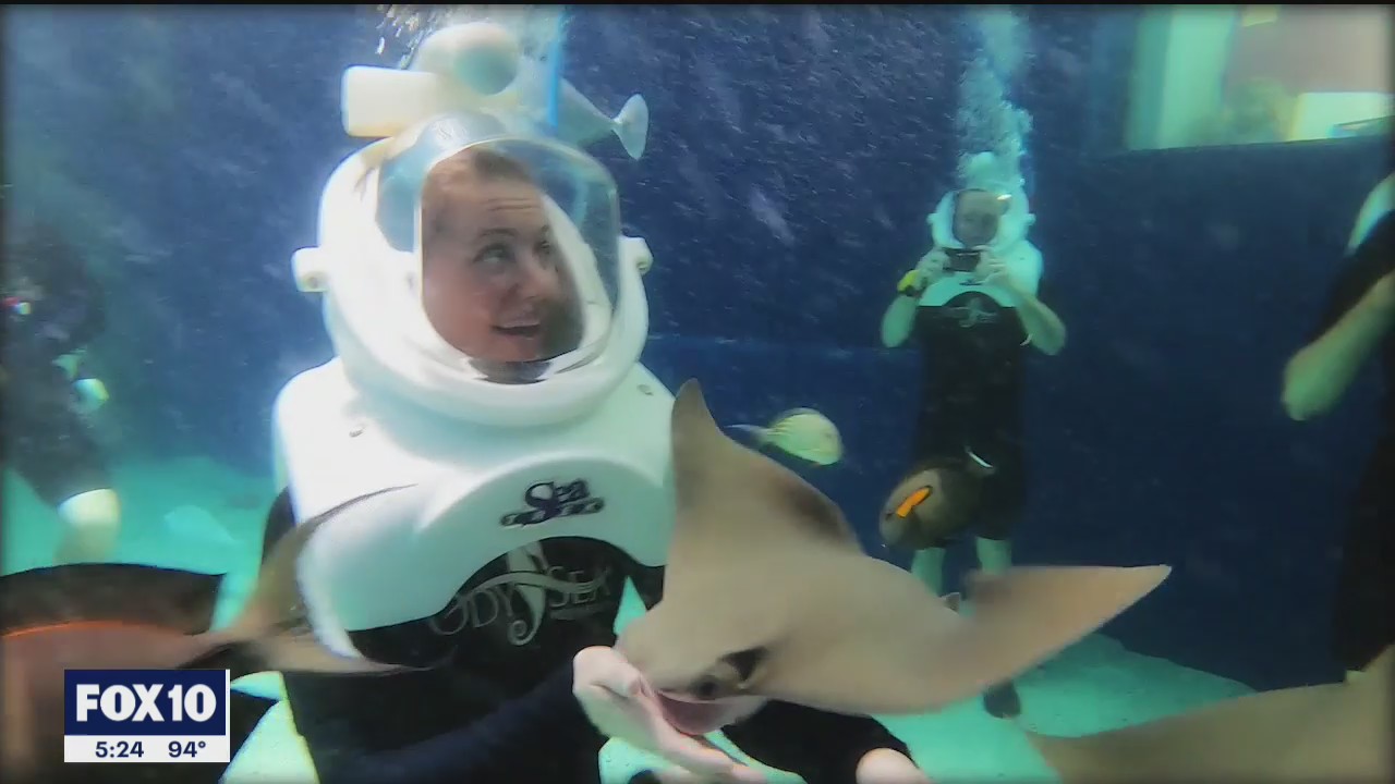 Guests now welcome to return to SeaTrek at Odysea Aquarium
