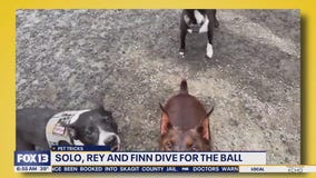 Pet Tricks for Wednesday, November 19