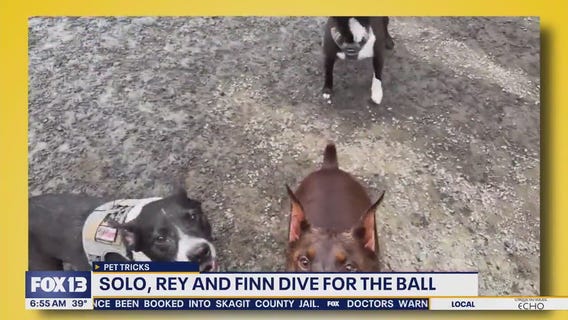 Pet Tricks for Wednesday, November 19